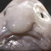 In Defense of the Blobfish: Why the 'World's Ugliest Animal' Isn't as Ugly as You Think It Is icon