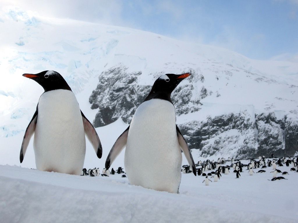 Gentoo Penguins Are Actually Four Different Species, Scientists Say, Revealing They're Not Quite 'Winners' of Climate Change After All