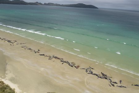 Up to 145 whales were discovered on the shores of Stewart Island last Saturday evening. 