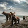 Bear Family of Kamchatka