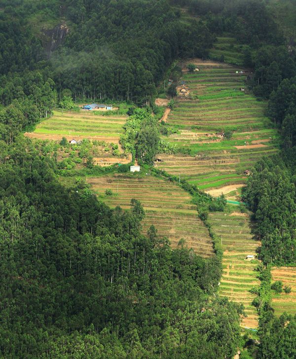hHeart shaped farms of Vattavada thumbnail