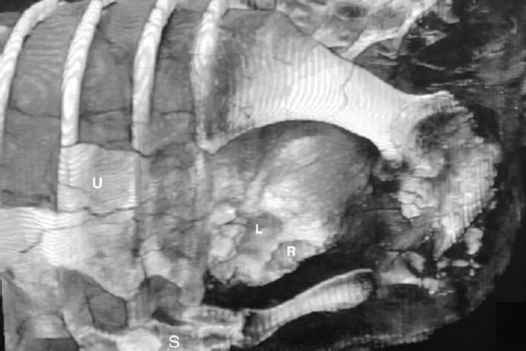20110520083303willo-dinosaur-heart.jpg
