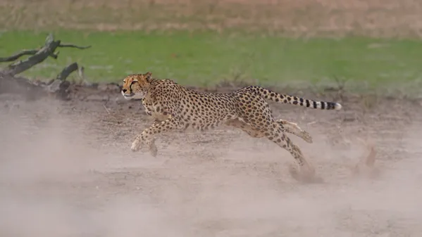 Cheetah chase one foot thumbnail