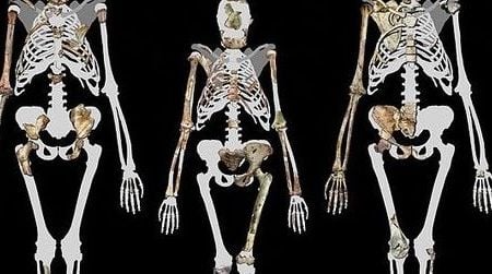 A trio of upright walkers: Lucy (middle) and Australopithecus sediba (left and right)