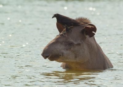 Tapirs—South America's Largest And Weirdest Mammal—Thrive in Secret Jungle Corridors | Smart News| Smithsonian Magazine Tapirs—South America's Largest And Weirdest Mammal—Thrive in Secret Jungle Corridors | Smart News| Smithsonian Magazine