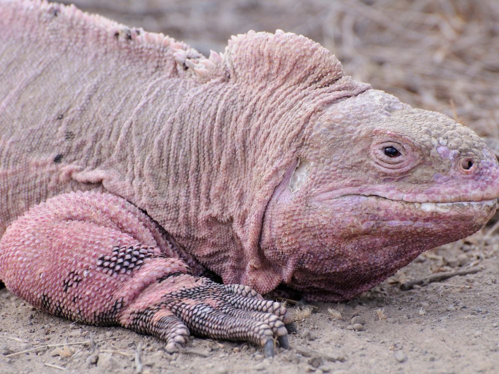 Pink Iguana