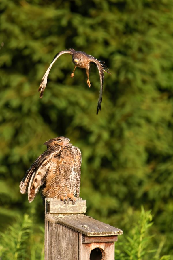 A Broad Winged Hawk Swooping Down on a Great Horned Owl thumbnail