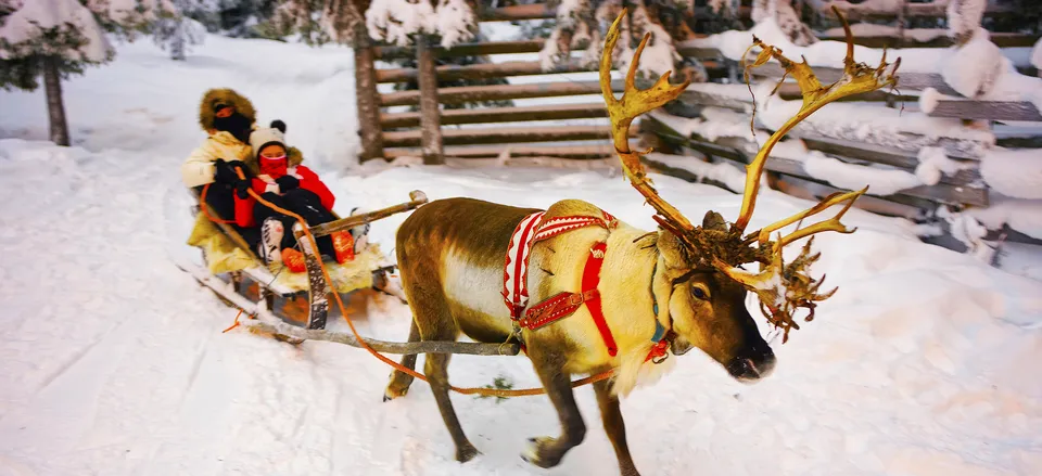  Traditional sledge with reindeer in Finland 
