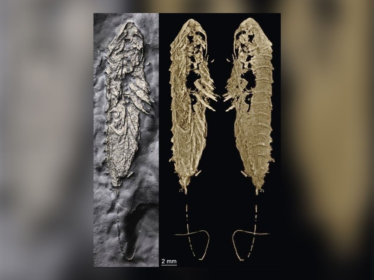 Scientists Reveal Rare 450-Million-Year-Old Arthropod Fossil 