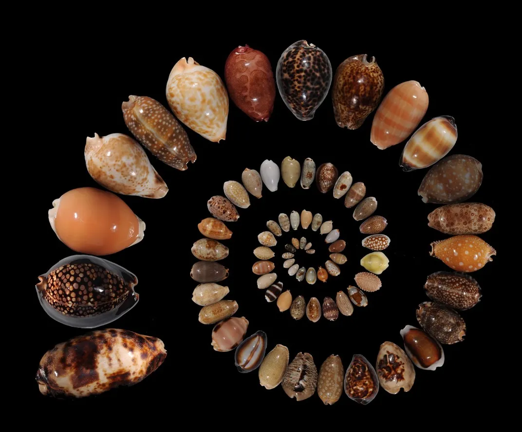 Cowrie shells arranged in a spiral on black background