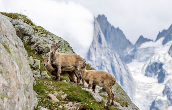An Ibex Mother and Her Pups thumbnail