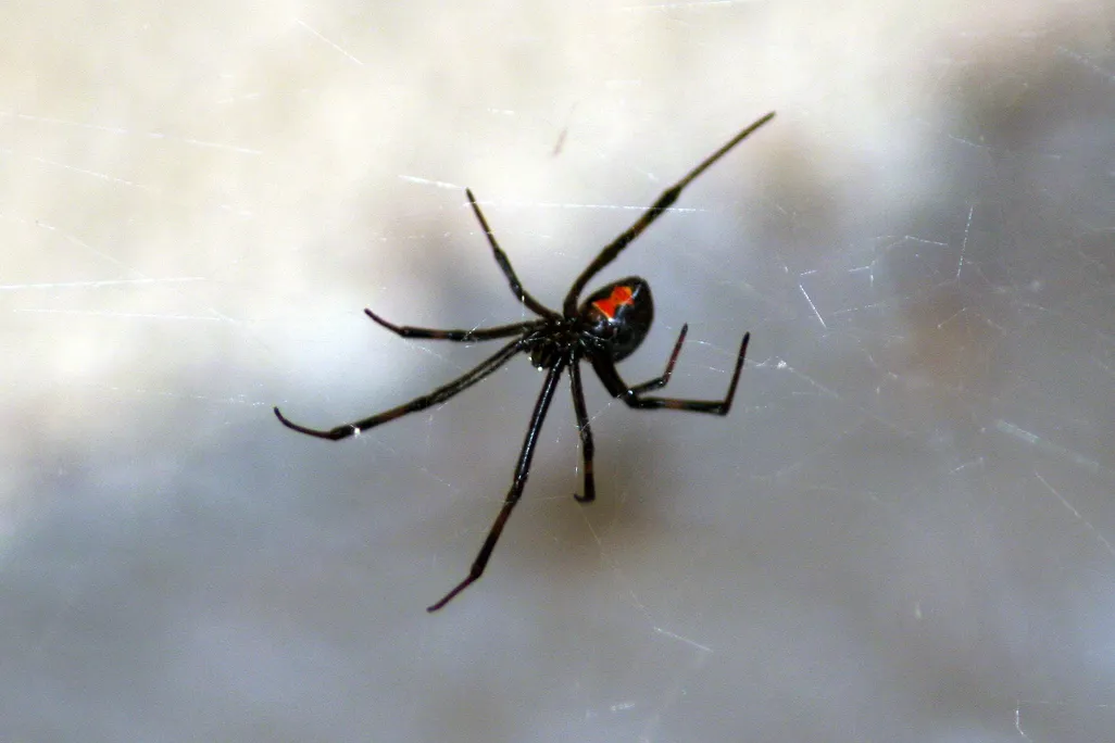a black widow spider in a web