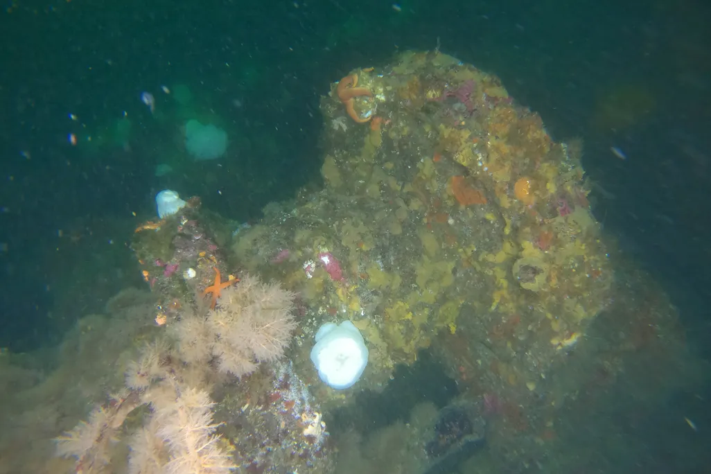 Underwater scene with a shape covered in marine growth