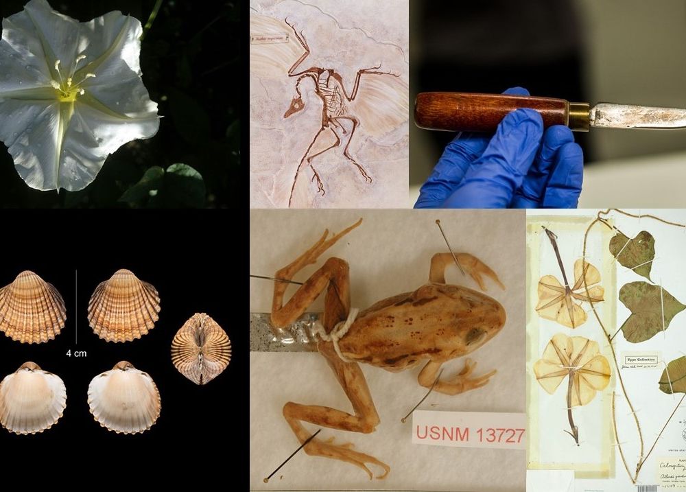 Collections at the Smithsonian's National Museum of Natural History that are similar to objects in the show “Avatar: The Last Airbender.” (Smithsonian)