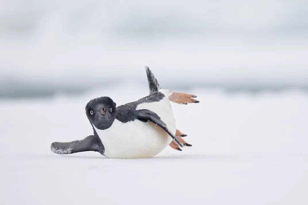 Penguin gliding across ice on its belly