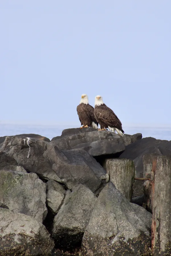 America the Beautiful thumbnail