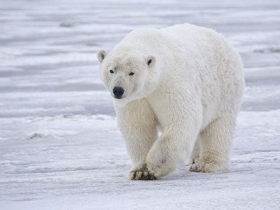 A polar bear near Kaktovik, Alaska. New research reveals how polar bears keep ice off their fur.