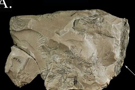 This piece of rock might have caught a Neanderthal's eye