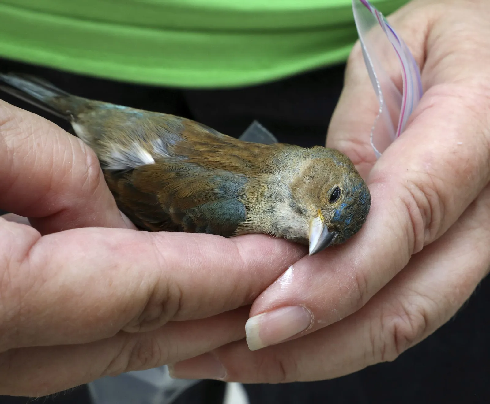 More Than 1,000 Birds Were Killed or Injured in Window Collisions Around Chicago Over the Weekend
