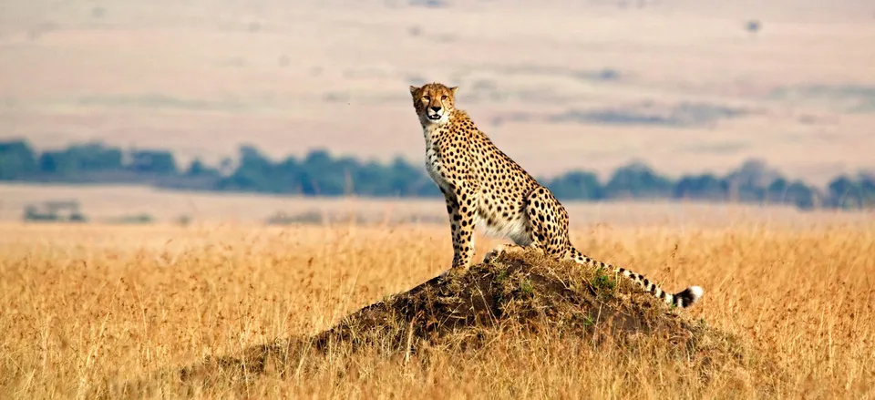  Lone cheetah on the watch 