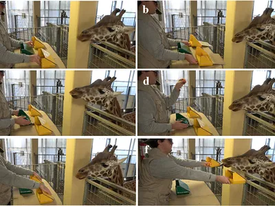 Giraffes Might Be Even Smarter Than We Thought. Some Can Solve Simple Math Problems, a New Study Suggests image