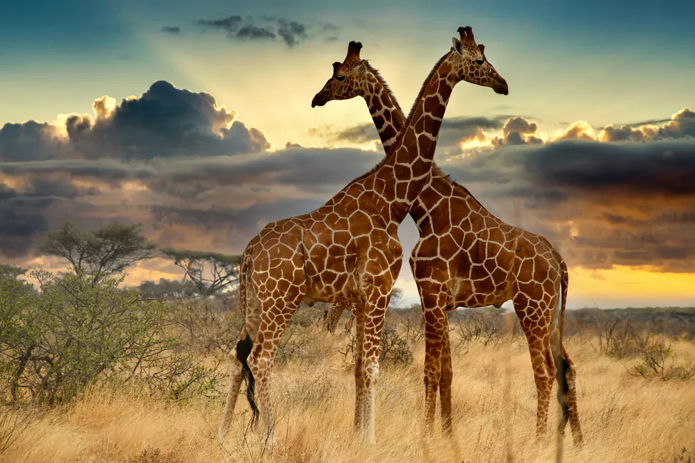 Two giraffes cross in elegant symmetry beneath a radiant sunset.