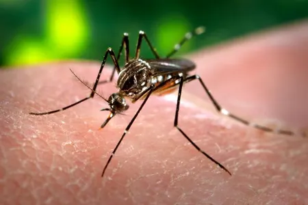 Mosquitos and their related diseases played a role in many historical events.