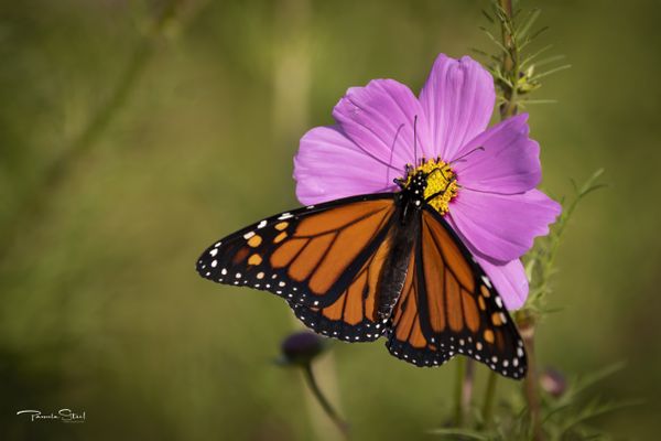 A male Monarch on cosmos thumbnail