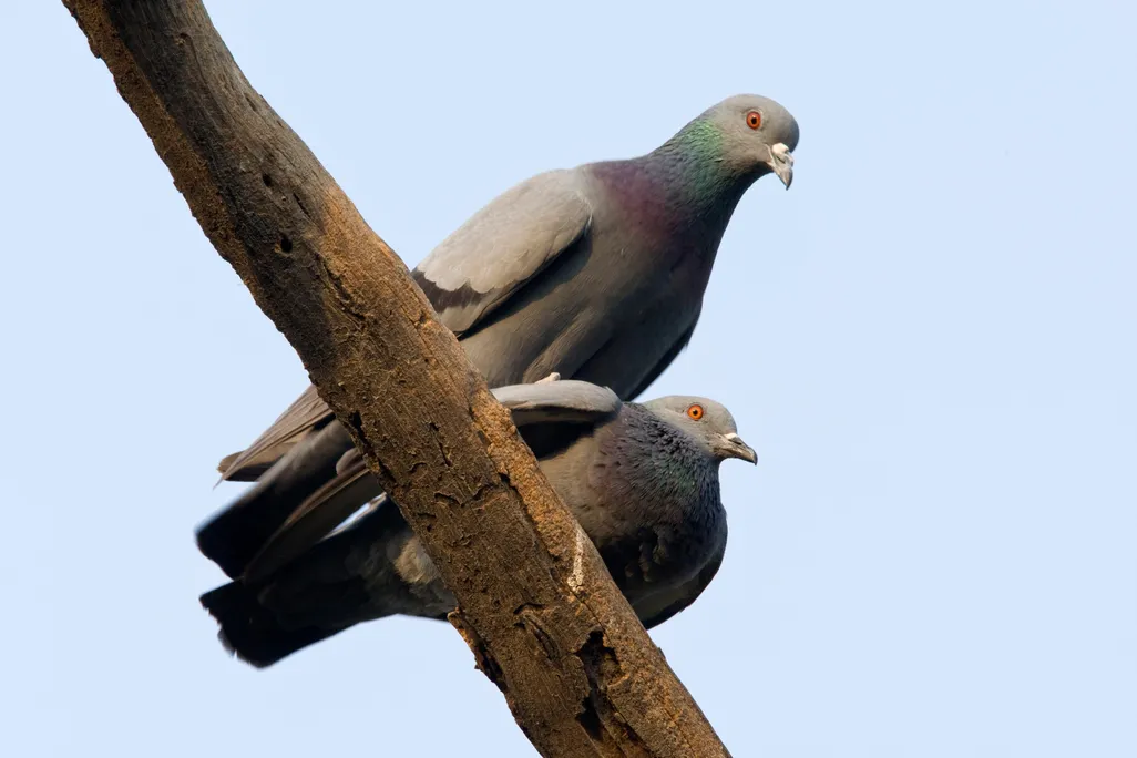 pigeons