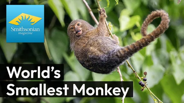 Preview thumbnail for Behold the World's Smallest Monkey: The Pygmy Marmoset