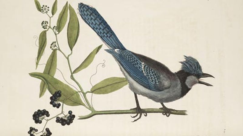 [Modern print, etching] Dead bird hanging (