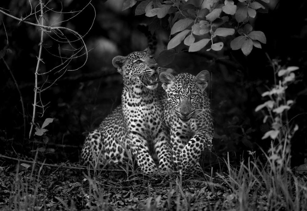 Two leopard brothers in South Luangwa—a reminder that even the most solitary hunters need connection. In a landscape where their kind faces increasing pressure, these bonds represent hope for the next generation of Africa's most elusive big cat.