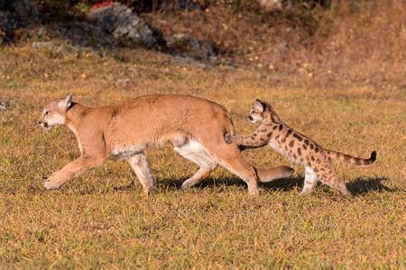 A mountain lion kitten grabs onto its mother’s hind legs. 