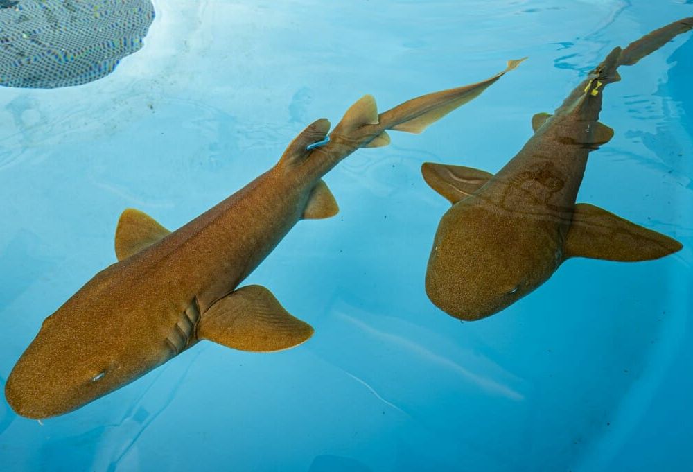 An image of two small nurse sharks in a pool