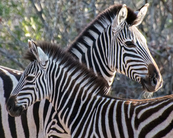 Mother Zebra and Foal thumbnail