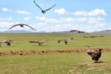 Wild vultures in Mongolia are key components of sky burials.