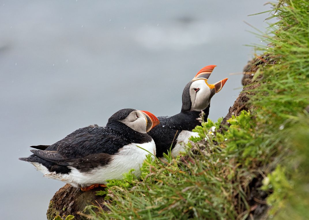 the great atlantic puffin company