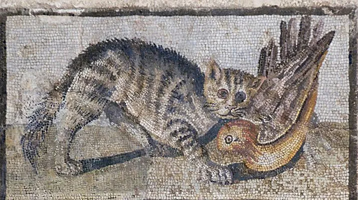 The Natural History of Domestic Cats