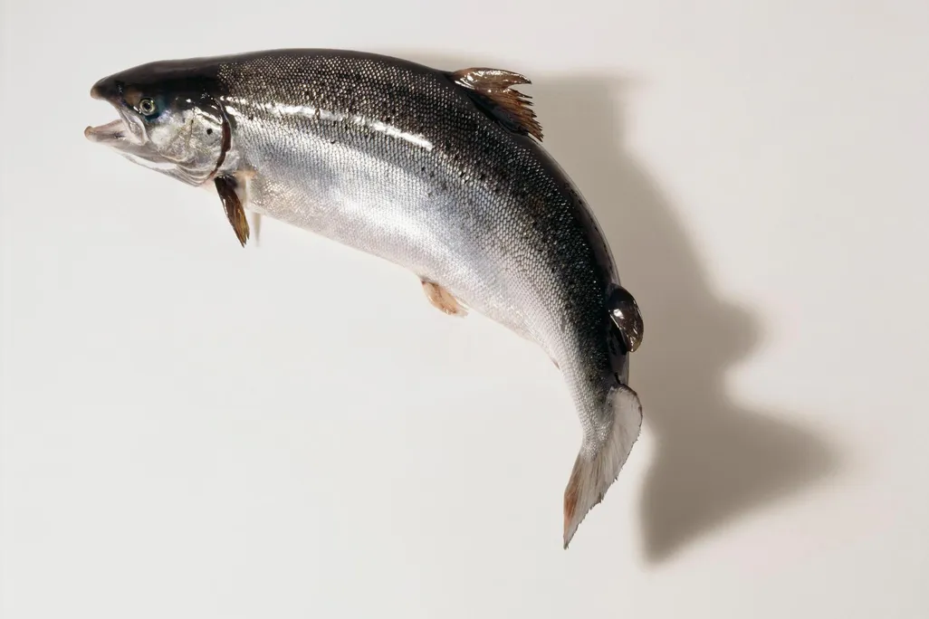 Salmon