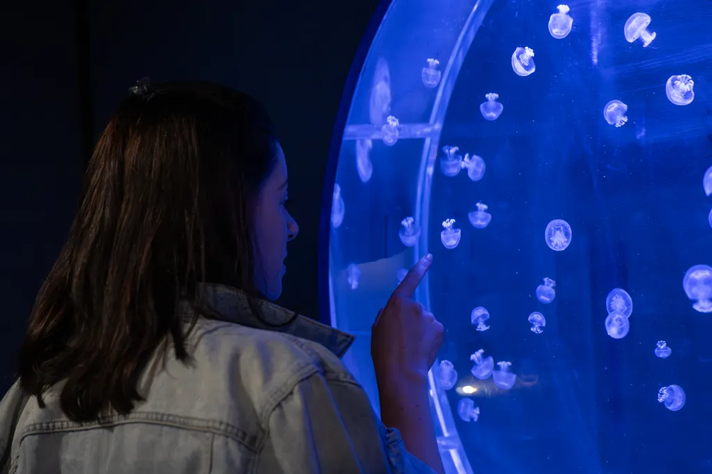 woman looking at jellyfish tank