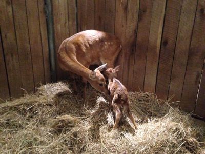 A rare Eld's deer fawn was born at the National Zoo last fall.