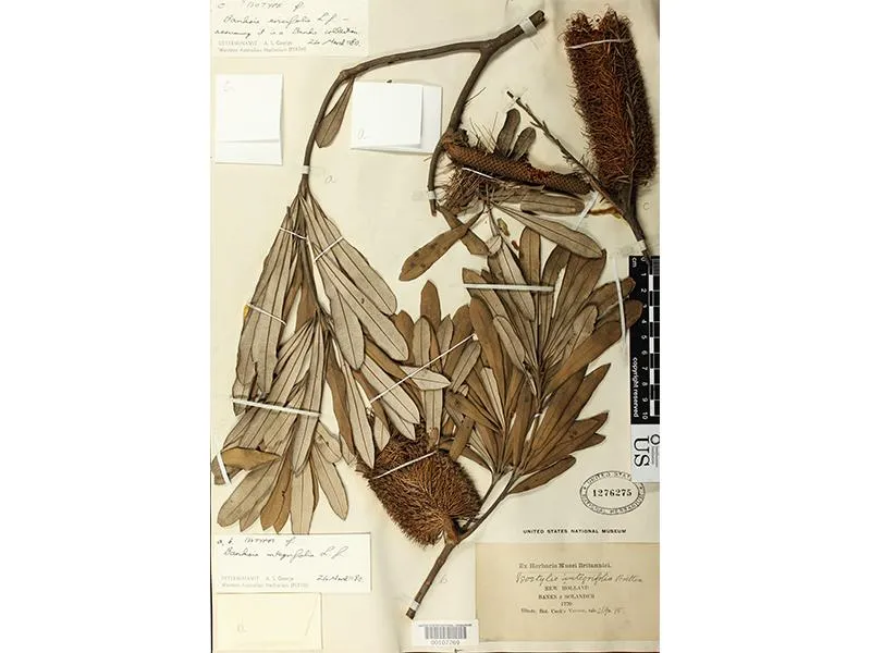 plant specimens