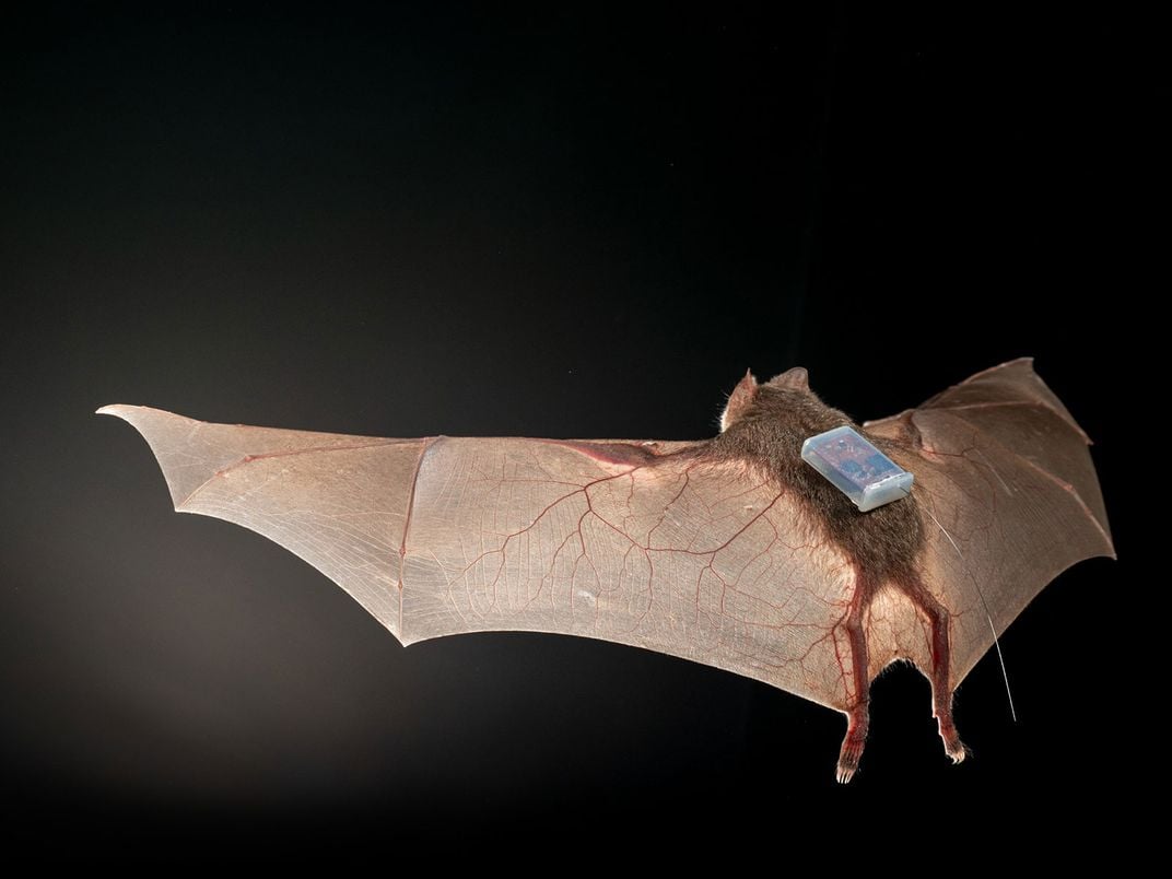 Vampire Bats Call Out to Friends to Share Blood Meals