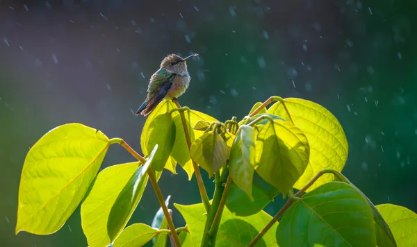 Scintillant Hummingbird Selasphorus scintilla - Colibri scintillant thumbnail
