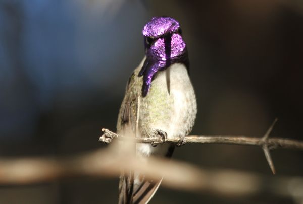 Costas Hummingbird thumbnail
