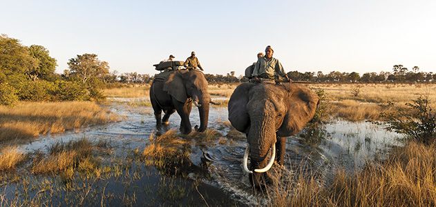 Abu Camp elephants