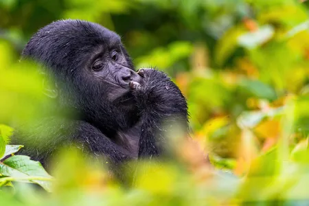 A mountain gorilla seemingly enjoys a moment of solitude in the Bwindi Impenetrable Forest, surrounded by orange, yellow and green leaves.