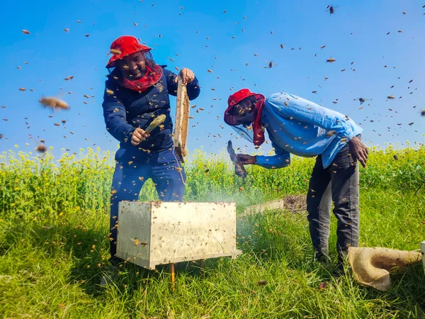 Honey collection of mustard flowers is going on in the field thumbnail