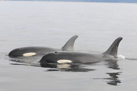 Southern resident killer whales

