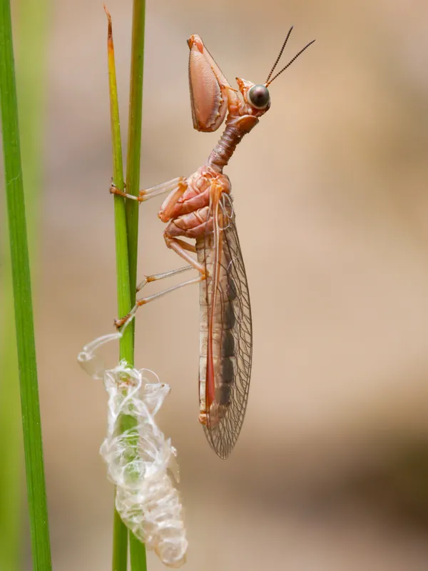 Mantis Fly Emerges thumbnail